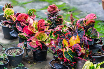 Colorful Garden croton's leaves (Codiaeum variegatum)  © Classic