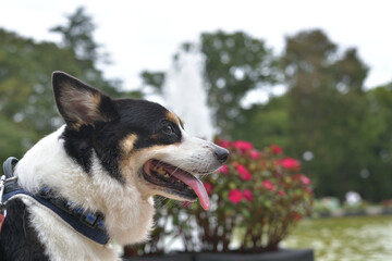 Naklejka na ściany i meble 噴水のある公園で右を向いて笑うコーギー犬の顔アップ