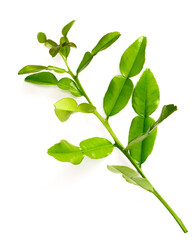 fresh kaffir leaves isolated on white background