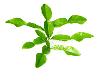 fresh kaffir leaves isolated on white background