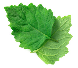 fresh Patchouli (Pogostemon cablin) leaves isolated on the white background, top view