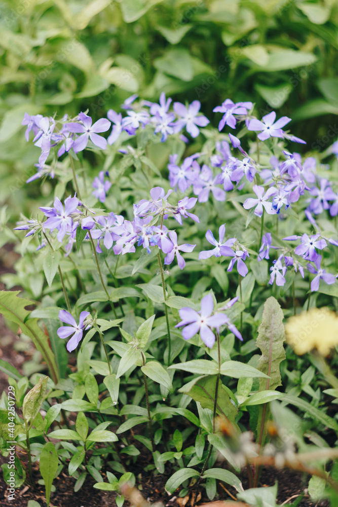 Canvas Prints Small blue spring flowers on a background of green foliage