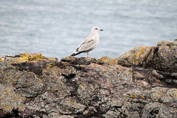 A view of a Seagull