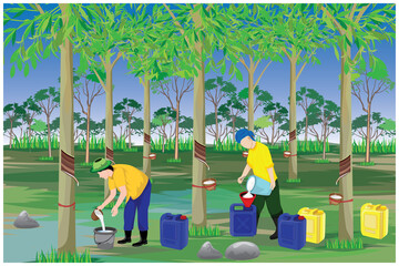 agriculturist harvest water of Hevea brasiliensis tree in garden vector design