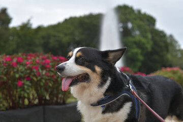 公園散歩で佇む白黒のー犬