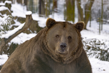 P ortrait of a brown bear close up in the background of winter nature.  The brown bear is a large bear species found across Eurasia and North America.(Ursus arctos)