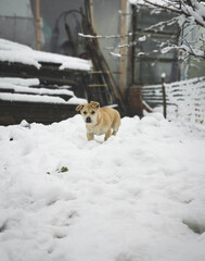 dog in snow
