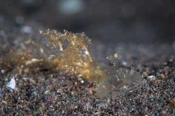 Ghost melibe crawling on muck diving site - elibe engeli.