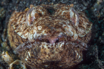 Crocodile snake eel sticking its head out of the sand - Brachysomophis crocodilinus