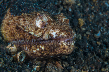 Crocodile snake eel sticking its head out of the sand - Brachysomophis crocodilinus