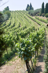 Fototapeta na wymiar rows of vines in the Valpolicella area