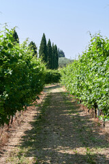 Fototapeta na wymiar rows of vines in the Valpolicella area
