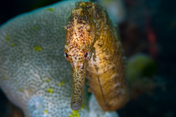 Close up detail of Sulawesi seahorse 