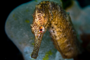 Close up detail of Sulawesi seahorse 