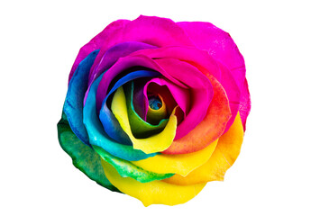 multicolored roses isolated