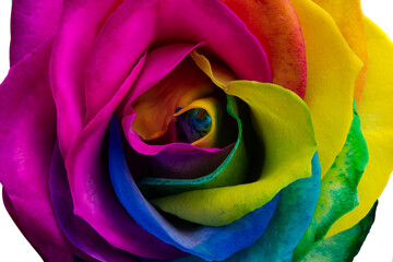 Fototapeta na wymiar multicolored roses isolated