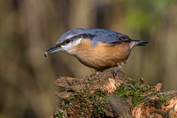 Kleiber (Sitta europaea)