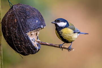 Kohlmeise (parus major)