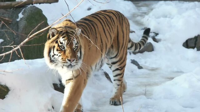 tiger in the snow, predator in winter, slow motion