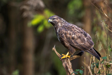 Mäusebussard (Buteo buteo)