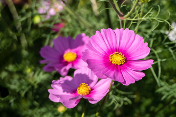 Obraz premium Beautiful pink cosmos blooming in the garden.