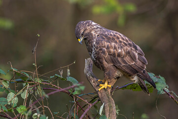 Mäusebussard (Buteo buteo)