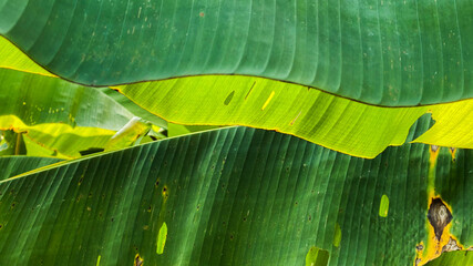 Green leaf background in the forest