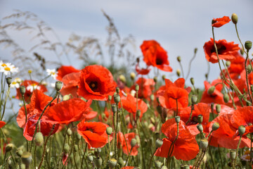 Naklejka premium Beautiful blossom poppies