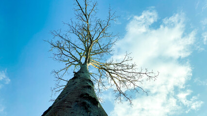 Tall trees against blue sky