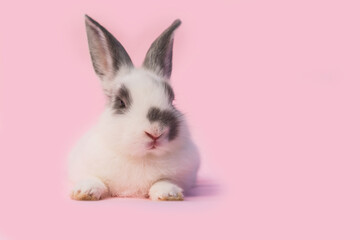rabbit isolate on pink background