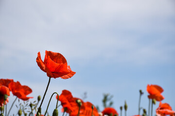 Fototapeta na wymiar Single poppy flower in focus