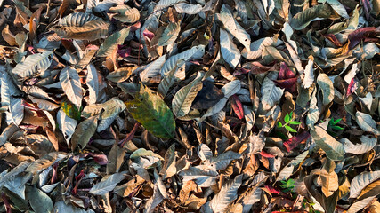 Dry leaves on the autumn forest floor