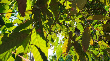 Green leaf background in the forest