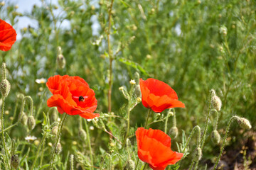 Fototapeta na wymiar Blossom red poppy with a flying bumble bee