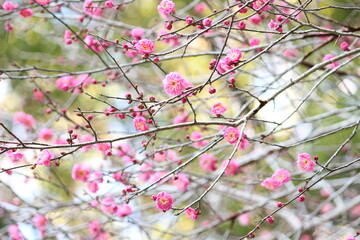 冬に咲く梅の花