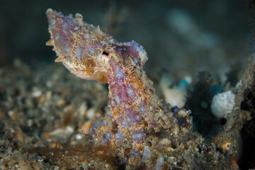 Naklejka na ściany i meble Blue ringed octopus on coral reef - Hapalochlaena