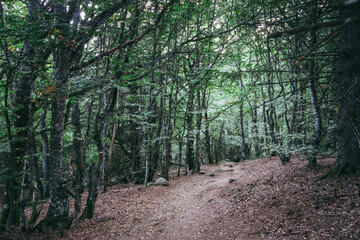 Hiking trail in the forest leading to the top of Puy de Montchal volcano in Auvergne (France)