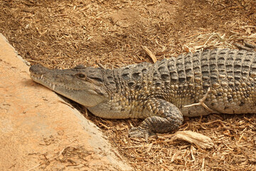 Close up of a  Philippine or Mindoro crocodile, Crococdylus mindorensis