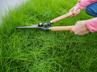Fototapeta premium The hand of a young woman Trimming the lawn with scissors. Cut the grass in the garden.