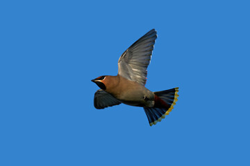 Bohemian waxwing (Bombycilla garrulus)