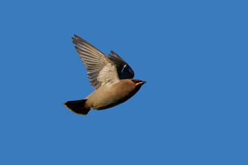 Bohemian waxwing (Bombycilla garrulus)