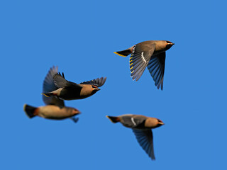 Bohemian waxwing (Bombycilla garrulus)