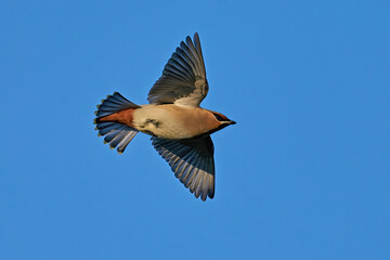 Bohemian waxwing (Bombycilla garrulus)