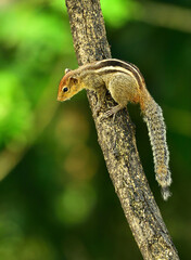 Squirrel