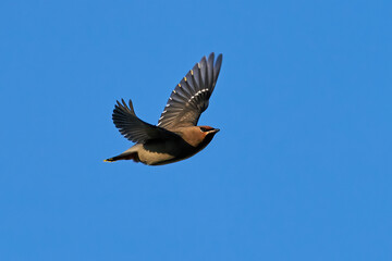 Bohemian waxwing (Bombycilla garrulus)