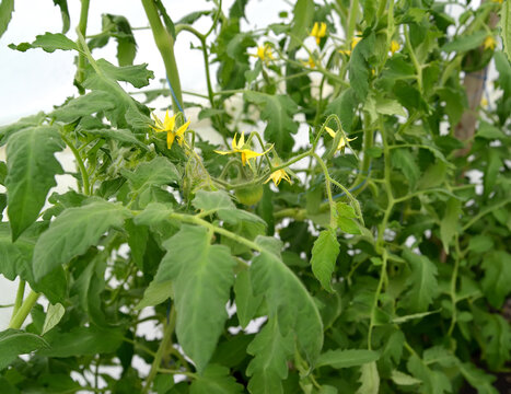 Flowering Tomato Plants In The Greenhouse