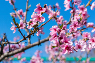 Buds and flowers on the branches of peach. Flowering tree in early spring. Pink flowers on a fruit...