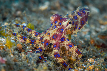 Blue ringed octopus on coral reef - Hapalochlaena