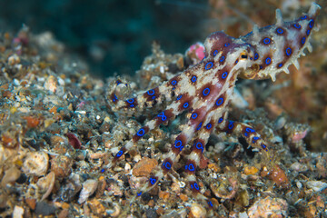 Blue ringed octopus on coral reef - Hapalochlaena