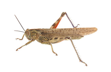 The Egyptian grasshopper or Egyptian locust isolated on white background, Anacridium aegyptium